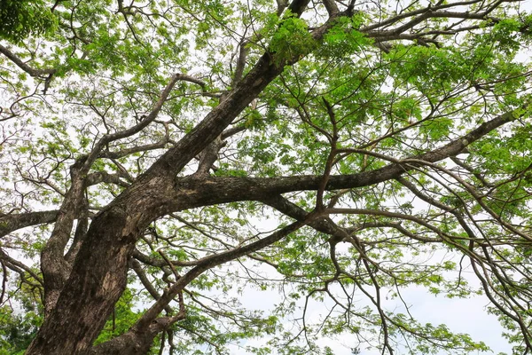 Κλαδί Και Φύλλα Του Δέντρου Όμορφο Δάσος Κάτω Φόντο Προβολή — Φωτογραφία Αρχείου
