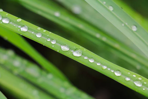 Gota Água Grama Verde Belo Fundo Selecionar Foco Com Profundidade — Fotografia de Stock