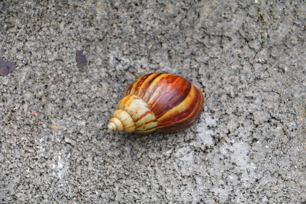 Primer Plano Caracol Fondo Del Piso Hormigón —  Fotos de Stock