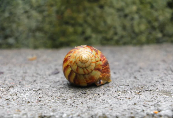 特写蜗牛在混凝土地板背景 — 图库照片