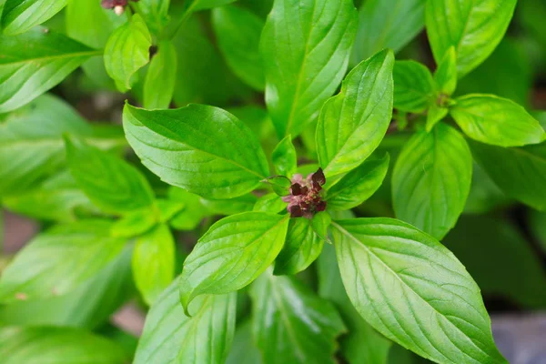 Hojas Albahaca Fresca Hierba Verde Jardín Seleccionar Enfoque Con Poca —  Fotos de Stock