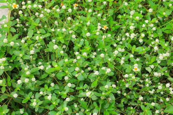 Piccolo Fiore Bianco Con Una Texture Sfondo Verde Vista Dall — Foto Stock