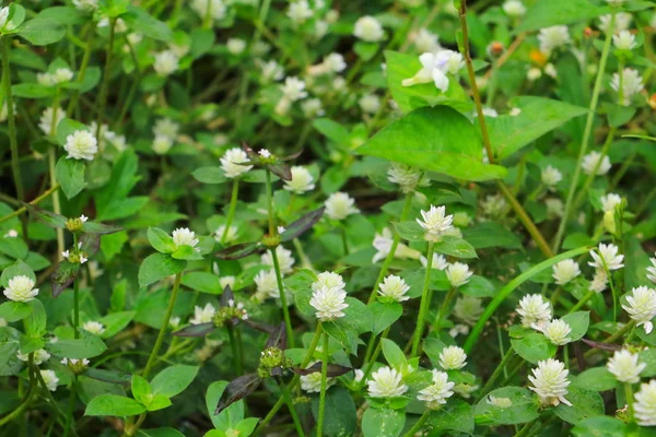 Piccolo Fiore Bianco Con Una Texture Sfondo Verde Vista Dall — Foto Stock