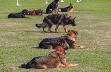 çimenlerin üzerinde asker tarafından eğitilmiş Emanet olmanın köpek ağız kavgası.
