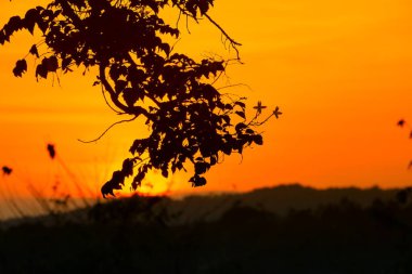 ağaç siluet ve gökyüzü twilight saat günbatımı güzel renkli manzarada