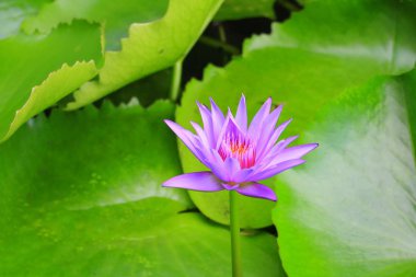 Lotus çiçek ya da su lilly pembe güzel doğa