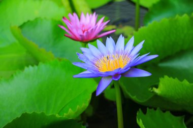 Lotus çiçek ya da su lilly mor güzel doğa