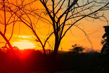 ağaç ve dal siluet, gün batımı sarı - turuncu gökyüzü güzel manzara doğa: kopya ile için alan eklemek metin.