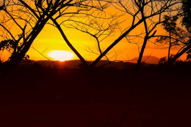 ağaç ve dal siluet, gün batımı sarı - turuncu gökyüzü güzel manzara doğa: kopya ile için alan eklemek metin.