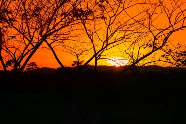 ağaç ve dal siluet, gün batımı sarı - turuncu gökyüzü güzel manzara doğa: kopya ile için alan eklemek metin.