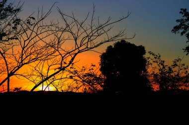 ağaç ve dal siluet, gün batımı sarı - turuncu gökyüzü güzel manzara doğa: kopya ile için alan eklemek metin.