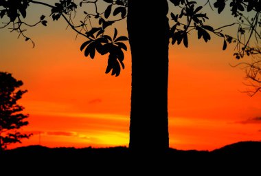 ağaç ve dal siluet, gün batımı sarı - turuncu gökyüzü güzel manzara doğa: kopya ile için alan eklemek metin.