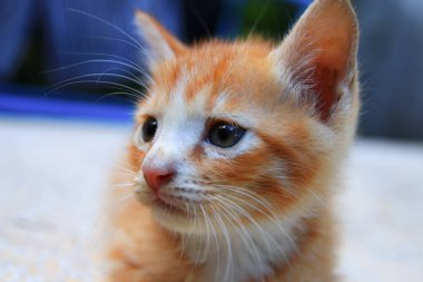 yavru kedi portre turuncu-kırmızı, küçük kedi şirin seçme odak alan sığ derinliği ile.