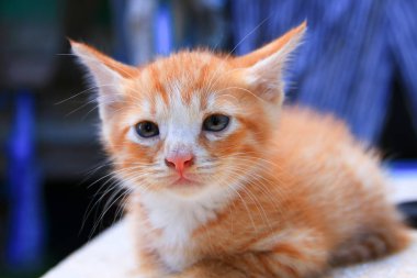 yavru kedi portre turuncu-kırmızı, küçük kedi şirin seçme odak alan sığ derinliği ile.