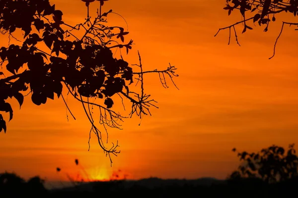 Σιλουέτα Του Δέντρου Και Ηλιοβασίλεμα Όμορφο Πολύχρωμο Τοπίο Στον Ουρανό — Φωτογραφία Αρχείου