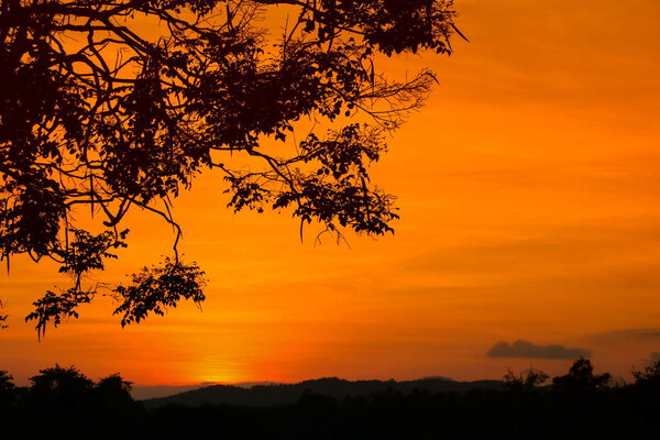 Silhouette tree and sunset beautiful colorful landscape in sky twilight time