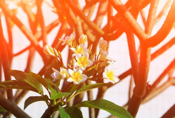 Biały Kwiat Plumeria Wody Upuść Piękne Drzewo Wspólne Nazwy Pocynaceae — Zdjęcie stockowe