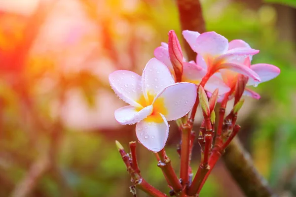 Bílý Květ Plumeria Voda Kapka Krásné Stromě Společný Název Pocynaceae — Stock fotografie