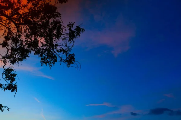 Силуэт Дерева Ветки Закате Небе Красивое Изображение Ландшафта Природе Копией — стоковое фото