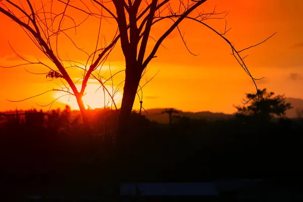 Силуэт Дерева Ветки Закате Желтый Оранжевый Небе Красивый Пейзаж Природе — стоковое фото