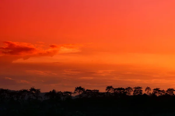 Ηλιοβασίλεμα Στο Όμορφο Ουρανό Και Σιλουέτα Δέντρο Δασικές Εκτάσεις — Φωτογραφία Αρχείου