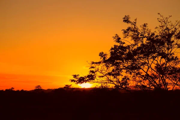 Ağaç Dal Siluet Gün Batımı Sarı Turuncu Gökyüzü Güzel Manzara — Stok fotoğraf
