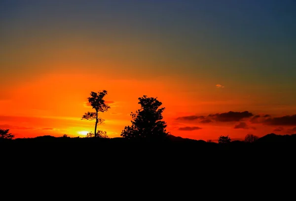 Träd Och Gren Siluett Sunset Gul Orange Himlen Vackra Landskap — Stockfoto