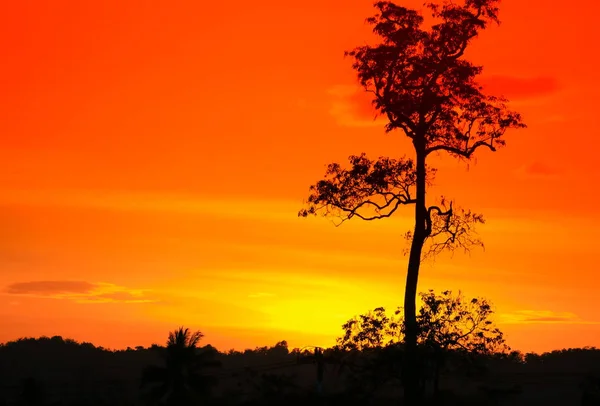 Силуэт Дерева Ветки Закате Желтый Оранжевый Небе Красивый Пейзаж Природе — стоковое фото