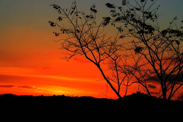 Silueta Stromu Větví Žluť Oranžové Obloze Krásná Krajina Přírodu Kopií — Stock fotografie