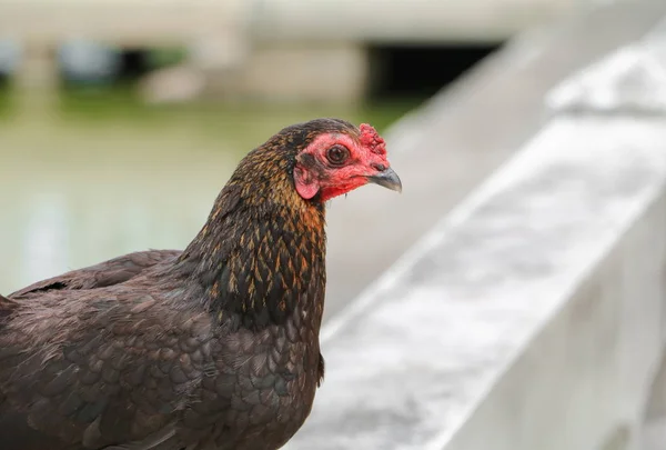 Closeup Ayam Cokelat Pertanian — Stok Foto