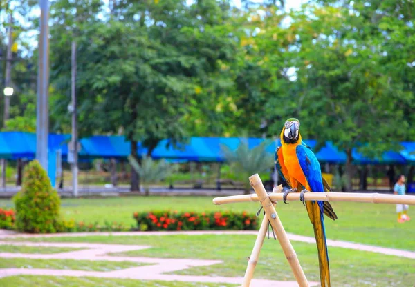 Loro Guacamayo Azul Naranja Colorido Hermoso Parque Público Seleccionar Enfoque —  Fotos de Stock