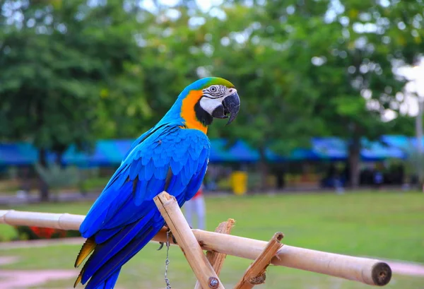 Loro Guacamayo Azul Naranja Colorido Hermoso Parque Público Seleccionar Enfoque — Foto de Stock