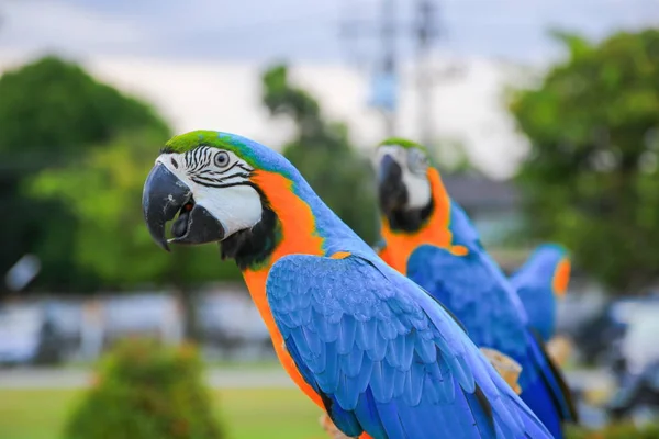 Pappagallo Ara Blu Arancio Colorato Bello Nel Parco Pubblico Selezionare — Foto Stock