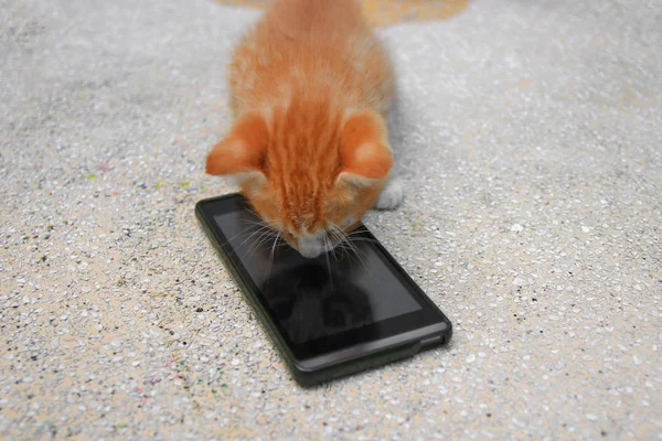 子猫オレンジ赤小テーブルの上に黒の携帯電話で猫研磨石選択フォーカス フィールドの浅い深さで — ストック写真