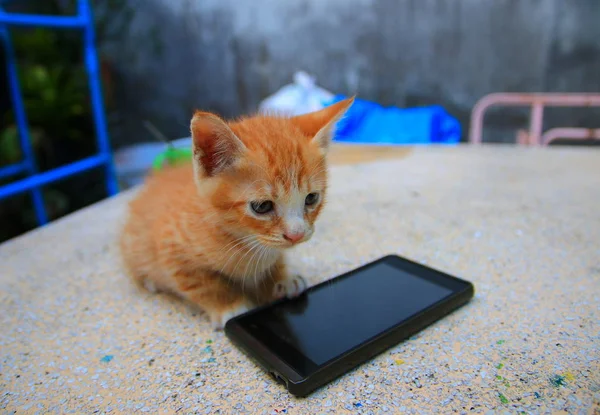 子猫オレンジ赤小テーブルの上に黒の携帯電話で猫研磨石選択フォーカス フィールドの浅い深さで — ストック写真