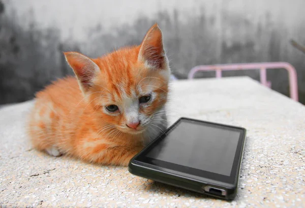 Πορτοκαλί Κόκκινο Μικρό Γατάκι Μια Γάτα Κινητό Μαύρο Πίνακα Γυαλισμένο — Φωτογραφία Αρχείου