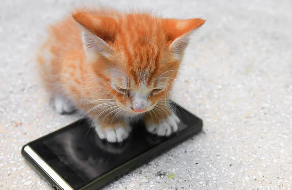 フィールドの浅い深さで携帯電話選択のフォーカスのオレンジ赤小さな子猫の猫の足 — ストック写真