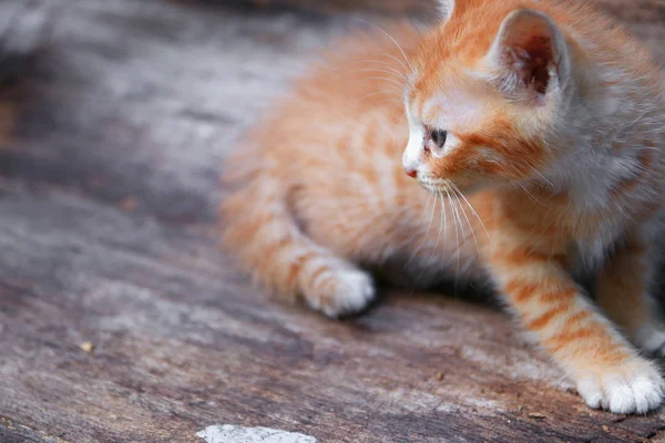 子猫の肖像画オレンジ赤 小さな猫かわいい木製 浅い被写し界深度とフォーカスを選択します — ストック写真