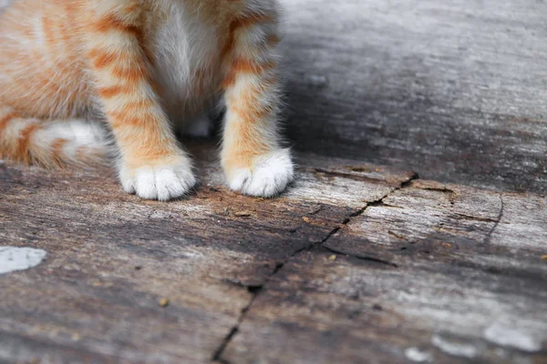 Cat Paw Kitten Orange Red Small Wooden Select Focus Shallow — Stock Photo, Image