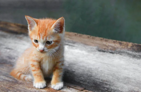 Chaton Portrait Orange Rouge Petit Chat Mignon Sur Bois Sélectionner — Photo