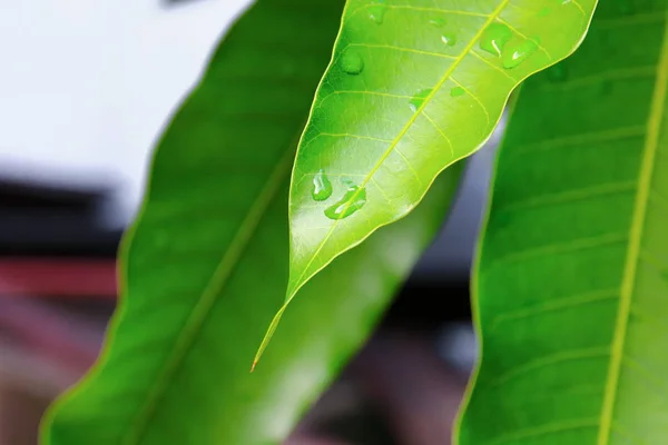 Краплі Води Зеленому Листі Манго Фону — стокове фото
