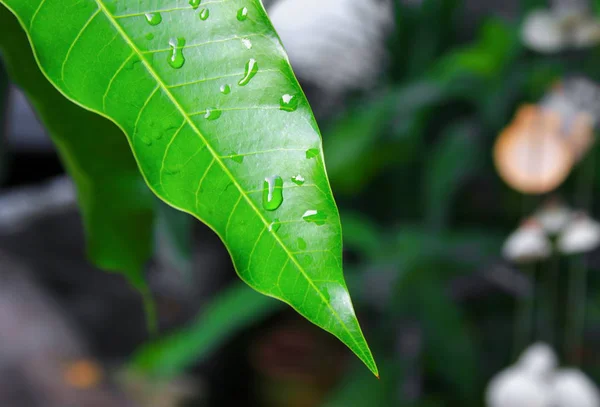 Gotas Água Uma Manga Folha Verde Fundo — Fotografia de Stock