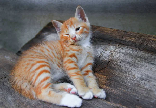 子猫の肖像画オレンジ赤 小さな猫かわいい木製 浅い被写し界深度とフォーカスを選択します — ストック写真