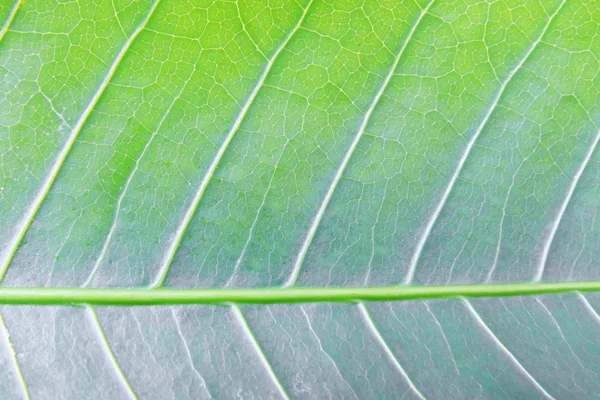 Mango Listové Plochy Zelené Makro Pro Pozadí — Stock fotografie