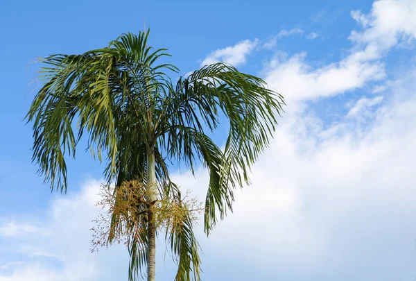 Пальма Фоне Неба Вид Снизу — стоковое фото