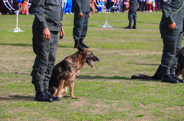 Anjing Duduk Menjadi Terlatih Keselamatan Oleh Tentara Rumput — Stok Foto