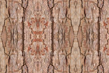 Ağaç kabuğu deseni. Arkaplan için ahşap kabuğu