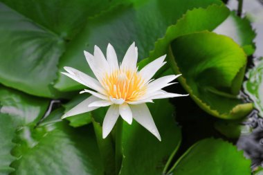 Bırak Plumeria beyaz çiçek ve su güzel ağaç (ortak ad pocynaceae, Frangipani, Pagoda ağacının, tapınak ağaç )