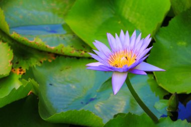 Lotus çiçeği mor veya su lilly ve arı polen içinde nektar berbattı. doğada güzel yakın çekim