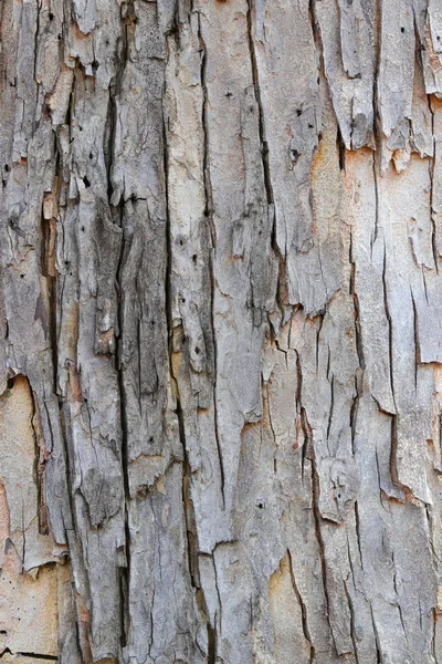 Struktur Der Baumrinde Holzschale Für Hintergrund — Stockfoto